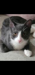 Lost Male Cat last seen Camner St. Westview St, Fort Lee, NJ 07024