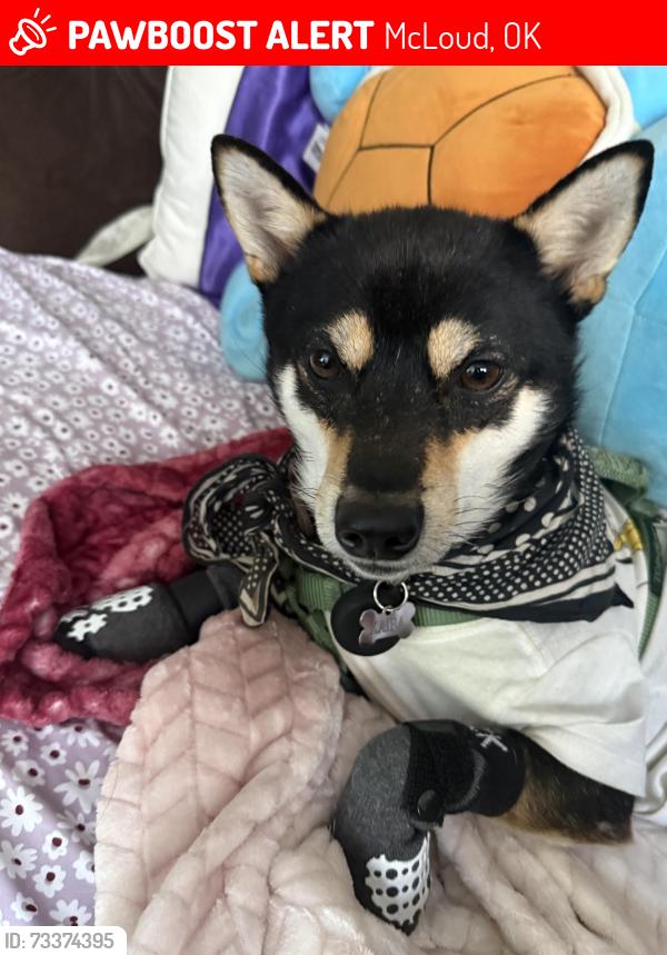 Lost Male Dog last seen Vera place, McLoud, OK 74851