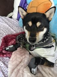 Lost Male Dog last seen Vera place, McLoud, OK 74851