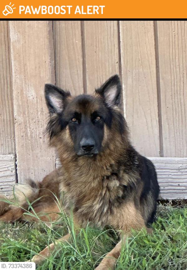 Found/Stray Male Dog last seen Mission Park Road, Fort Bend County, TX 77407