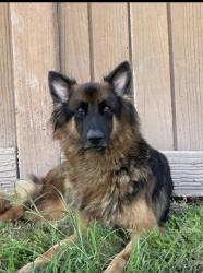 Found/Stray Male Dog last seen Mission Park Road, Fort Bend County, TX 77407