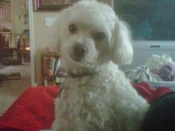 Lost Male Dog last seen Riverside parkway, Decatur, GA 30034