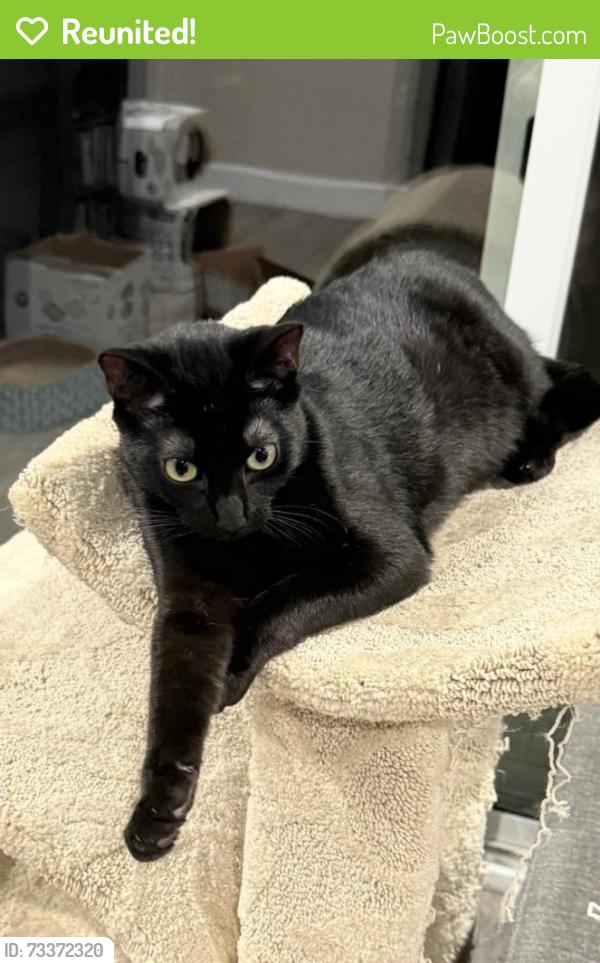Reunited Female Cat last seen Greenwood & Leora, La Habra, CA 90631
