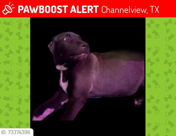 Lost Male Dog last seen Gas station, Channelview, TX 77530