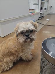 Reunited Female Dog last seen Ft . Worth and Royert st, Colorado Springs, CO 80903