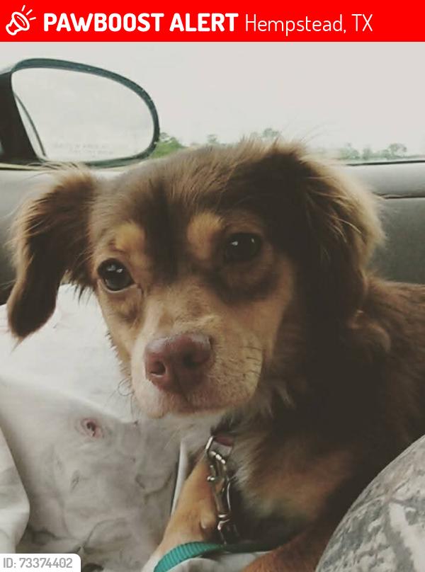 Lost Female Dog last seen Henson Rd. 1736rd., Hempstead, TX 77445