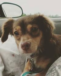 Lost Female Dog last seen Henson Rd. 1736rd., Hempstead, TX 77445