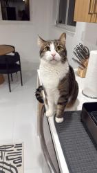 Reunited Male Cat last seen SW 87th ave, Miami, FL 33165