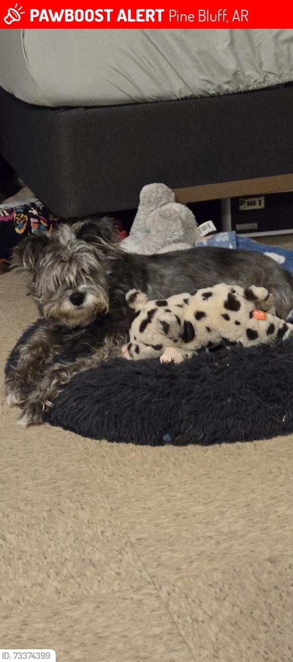 Lost Female Dog last seen 34th avenue and Texas, Pine Bluff, AR 71601