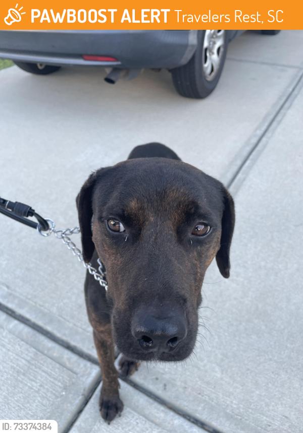 Found/Stray Male Dog last seen Keeler Mill near Keeler Bridge Rd, Travelers Rest, SC 29617