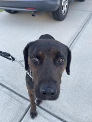 Found/Stray Male Dog last seen Keeler Mill near Keeler Bridge Rd, Travelers Rest, SC 29617