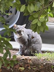 Found/Stray Unknown Cat last seen Alhambra Road, Alhambra, CA 91030