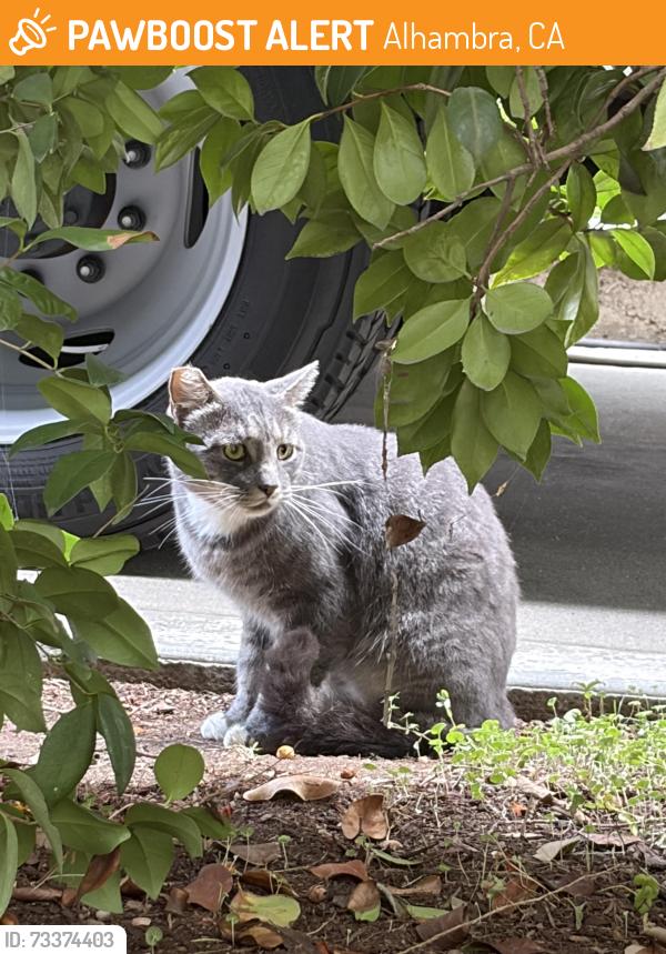 Found/Stray Unknown Cat last seen Alhambra Road, Alhambra, CA 91030