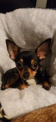 Lost Female Dog last seen Vaughn and Borden, San Fernando, CA 91340