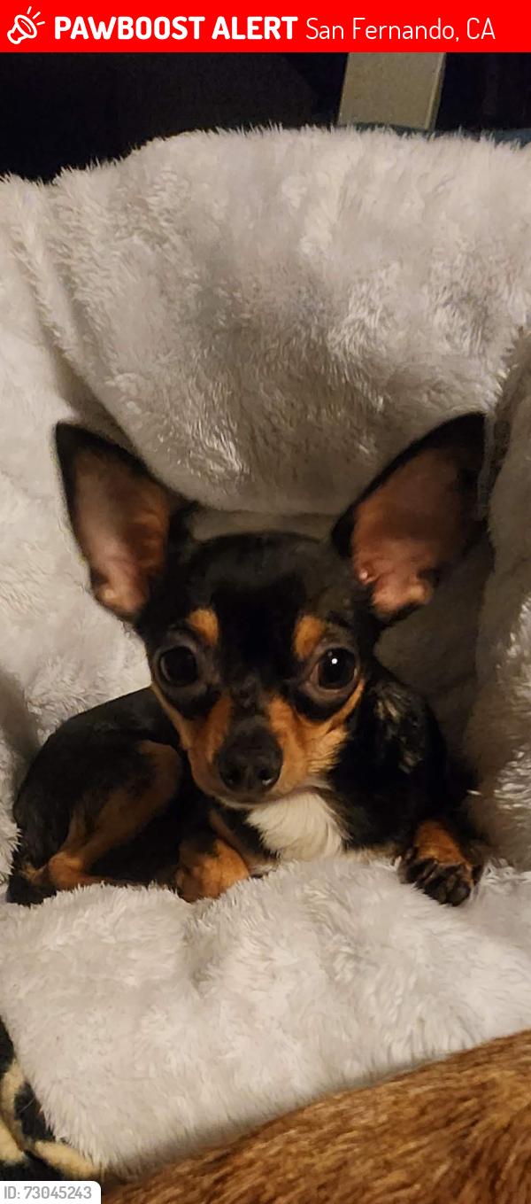 Lost Female Dog last seen Vaughn and Borden, San Fernando, CA 91340