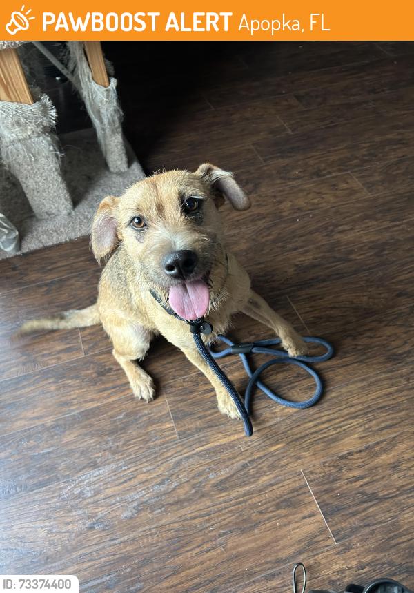 Found/Stray Female Dog last seen Binion Rd & Mystic Gardens Drive, Apopka, FL 32703