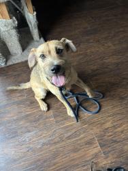 Found/Stray Female Dog last seen Binion Rd & Mystic Gardens Drive, Apopka, FL 32703