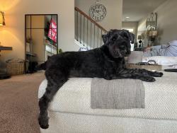 Reunited Male Dog last seen Jackson Lake Road and Keys Ferry, Henry County, GA 30016