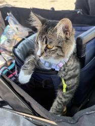 Reunited Female Cat last seen Midway drive, grocery outlet, San Diego, CA 92110