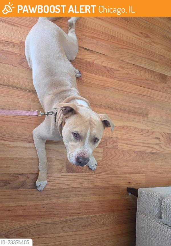Found/Stray Male Dog last seen On hoxie ave. The yellow hse that's in front of the fire hse., Chicago, IL 60617