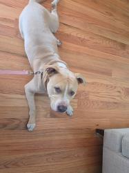 Found/Stray Male Dog last seen On hoxie ave. The yellow hse that's in front of the fire hse., Chicago, IL 60617