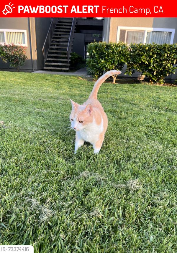 Lost Male Cat last seen E Watters, French Camp, CA 95231