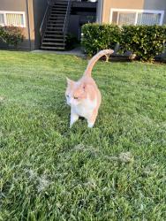 Lost Male Cat last seen E Watters, French Camp, CA 95231