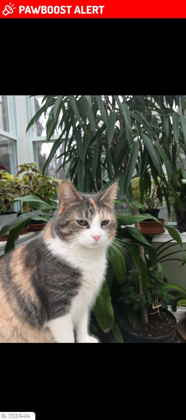 Lost Female Cat last seen Twickenham road and lindley road, Cheltenham Township, PA 19038