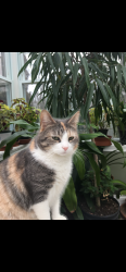 Lost Female Cat last seen Twickenham road and lindley road, Cheltenham Township, PA 19038