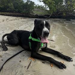 Shelter Stray Male Dog last seen , 3607 N Armenia Ave, Tampa, FL 33607, USA