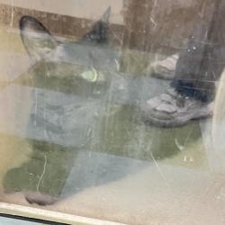 Shelter Stray Male Cat last seen , Animal Care & Control Team of Philly, 111 W Hunting Park Ave, Philadelphia, PA 19140, USA