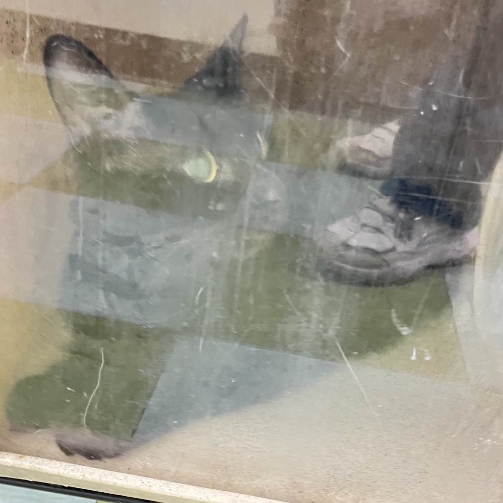 Shelter Stray Male Cat last seen , Animal Care & Control Team of Philly, 111 W Hunting Park Ave, Philadelphia, PA 19140, USA