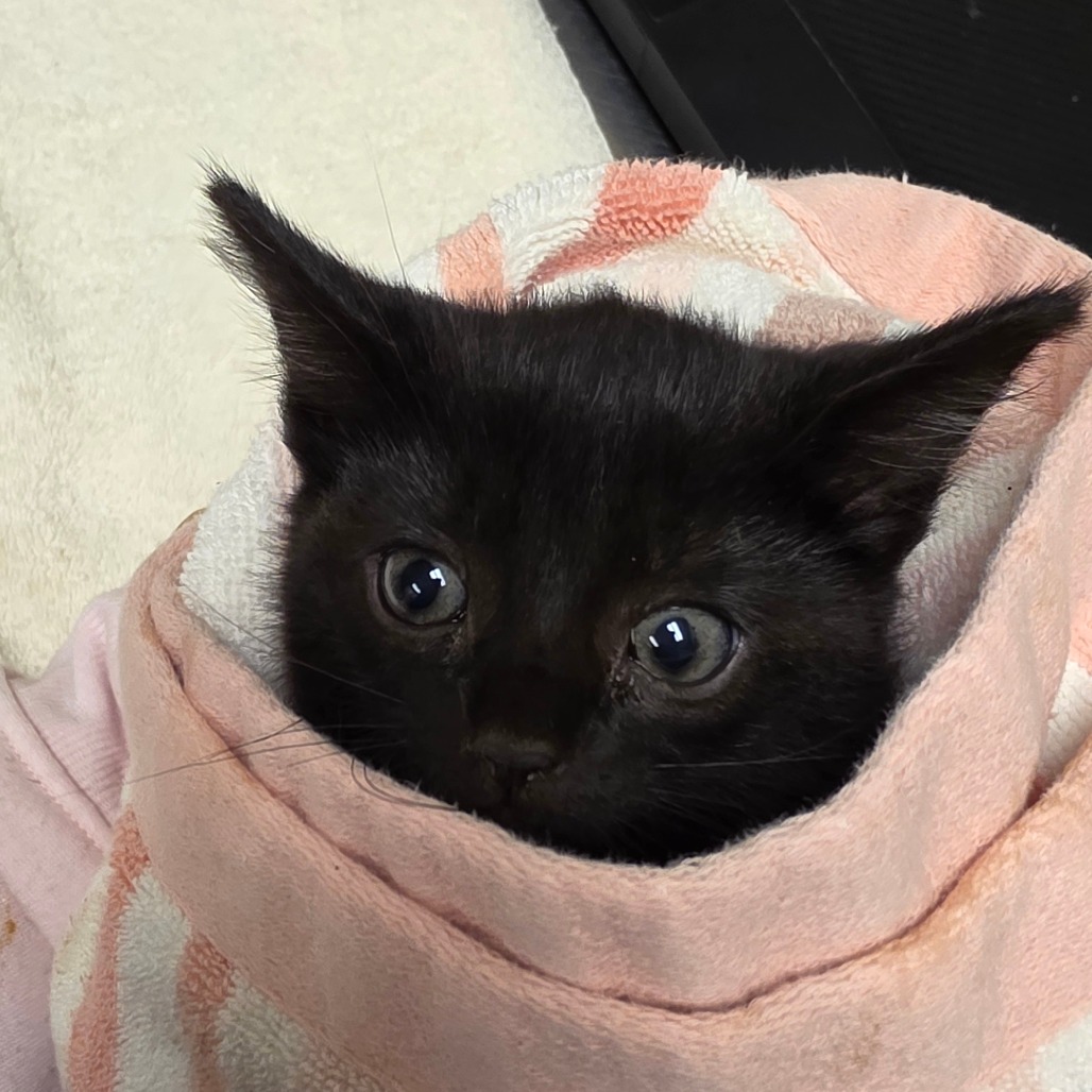 Shelter Stray Female Cat last seen , 54687 Co Rd 19, Bristol, IN 46507, USA