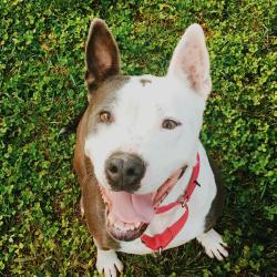 Shelter Stray Female Dog last seen , 1211 Old Graves Mill Rd, Lynchburg, VA 24502, USA