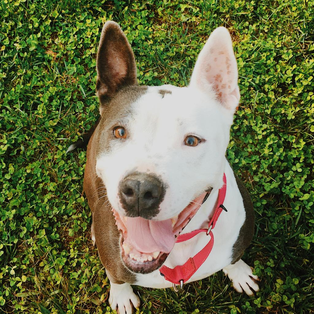 Shelter Stray Female Dog last seen , 1211 Old Graves Mill Rd, Lynchburg, VA 24502, USA