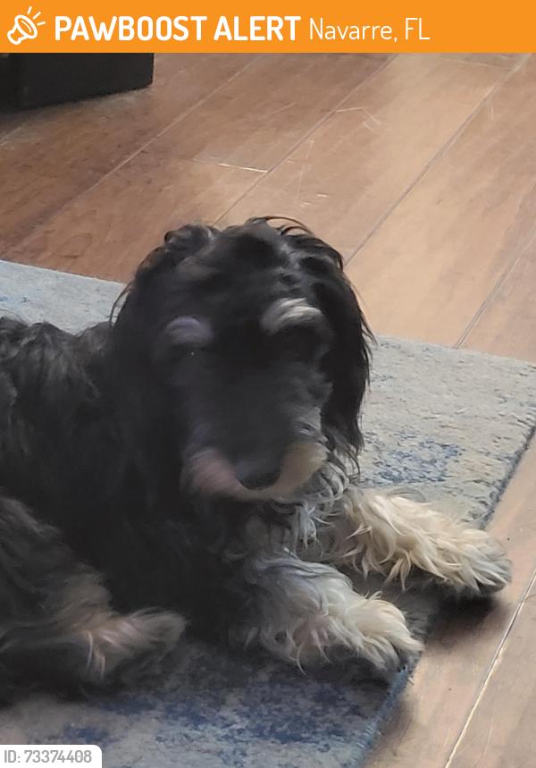 Found/Stray Female Dog last seen Ortega St and High School Blvd, Navarre, FL 32566