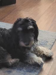 Found/Stray Female Dog last seen Ortega St and High School Blvd, Navarre, FL 32566