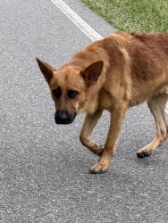Found/Stray Male Dog last seen Sacred road, Concord, NC 28025