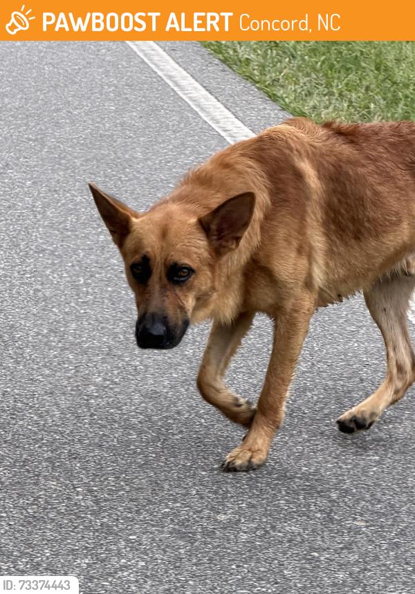 Found/Stray Male Dog last seen Sacred road, Concord, NC 28025