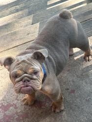 Lost Female Dog last seen Tyler St Nw, Rome, GA 30165