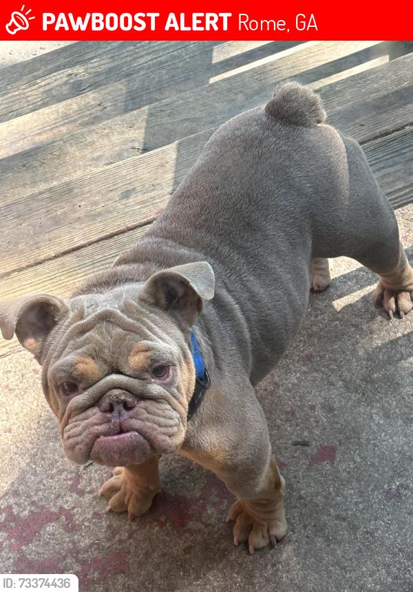 Lost Female Dog last seen Tyler St Nw, Rome, GA 30165