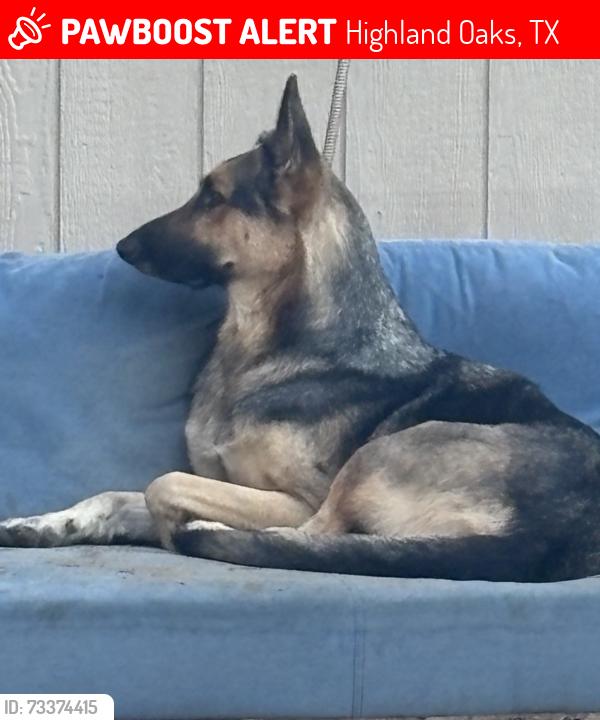 Lost Male Dog last seen Wood park dr, Highland Oaks, TX 78264