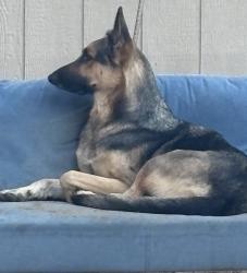 Lost Male Dog last seen Wood park dr, Highland Oaks, TX 78264