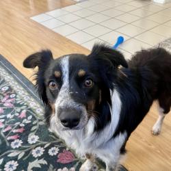 Reunited Female Dog last seen Parkcrest and Ravenwood Dr, Murrieta, CA 92562