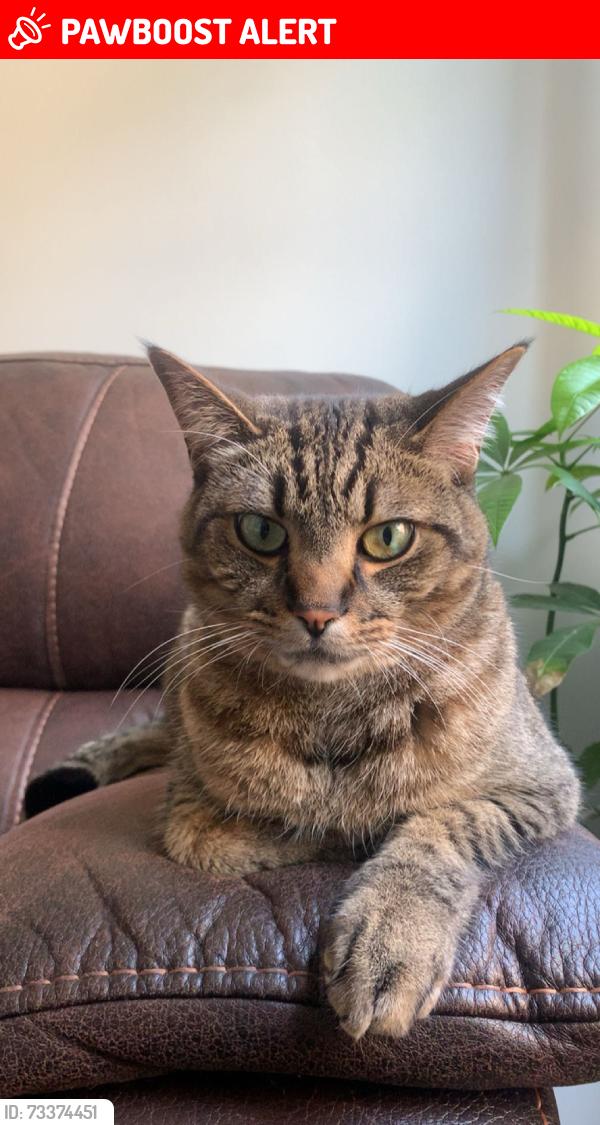 Lost Male Cat last seen The collegeway, Erin mills, Mississauga, ON L5L 2P5