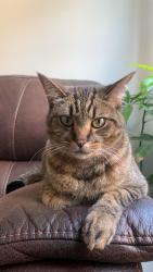 Lost Male Cat last seen The collegeway, Erin mills, Mississauga, ON L5L 2P5