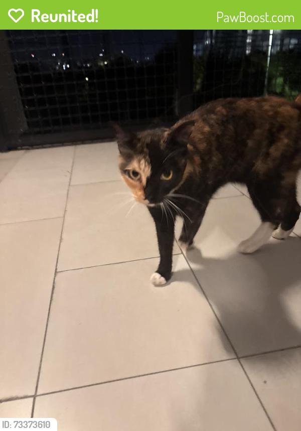 Reunited Unknown Cat last seen Near SE 5th St, Hallandale Beach, FL 33009, USA, Hallandale Beach, FL 33009