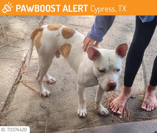 Found/Stray Male Dog last seen Cypress Mill ests, Cypress, TX 77429