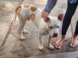 Found/Stray Male Dog last seen Cypress Mill ests, Cypress, TX 77429