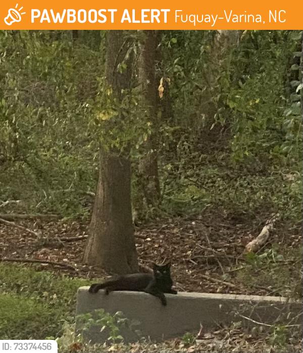 Found/Stray Unknown Cat last seen Holland Rd, Fuquay-Varina, NC 27526